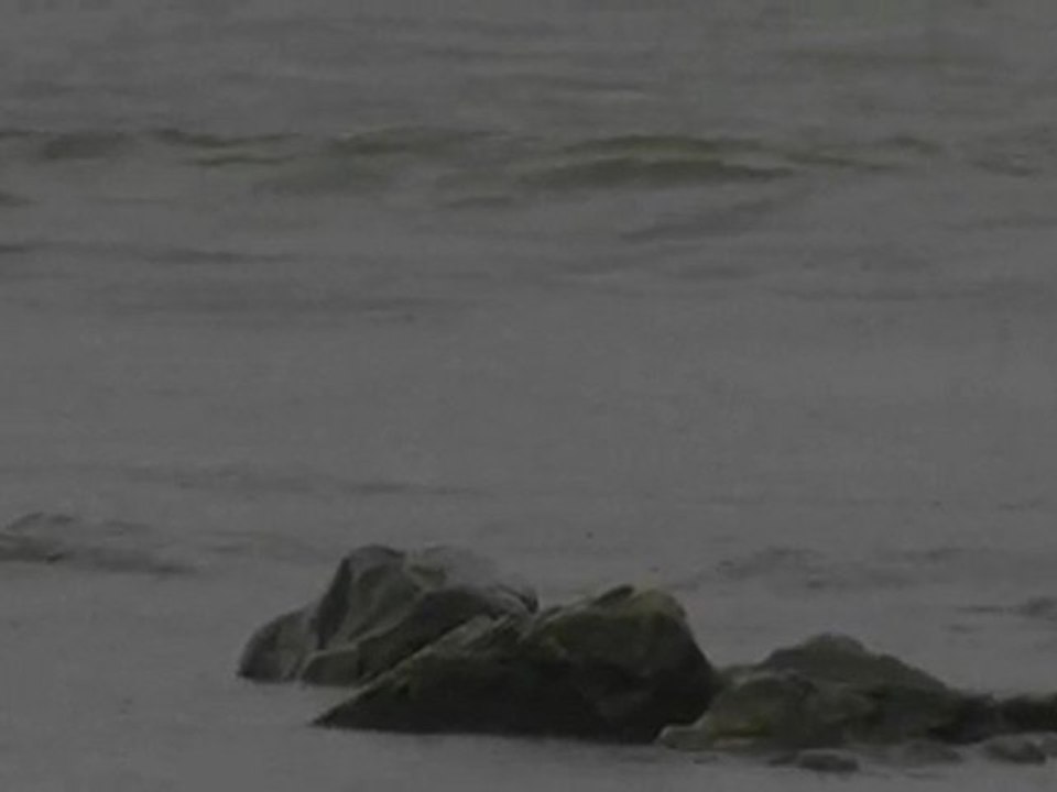 Histrionicus histrionicus