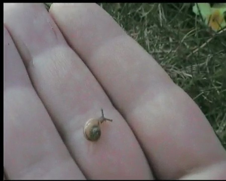 petit escargot