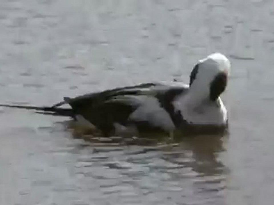 Clangula hyemalis