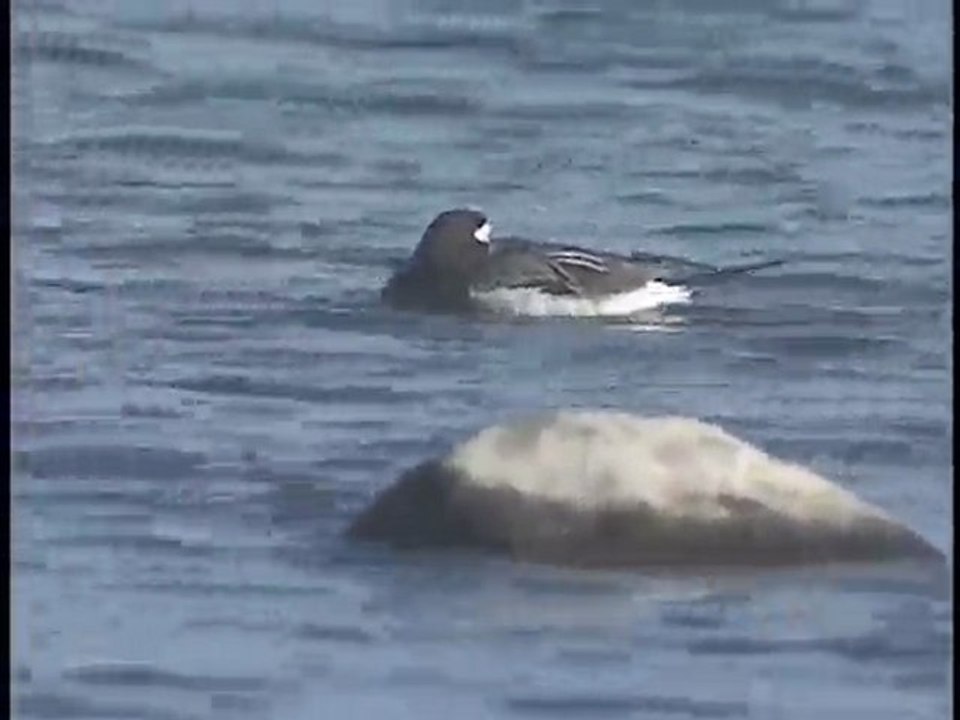 Clangula hyemalis