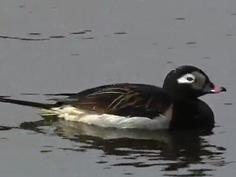 Clangula hyemalis