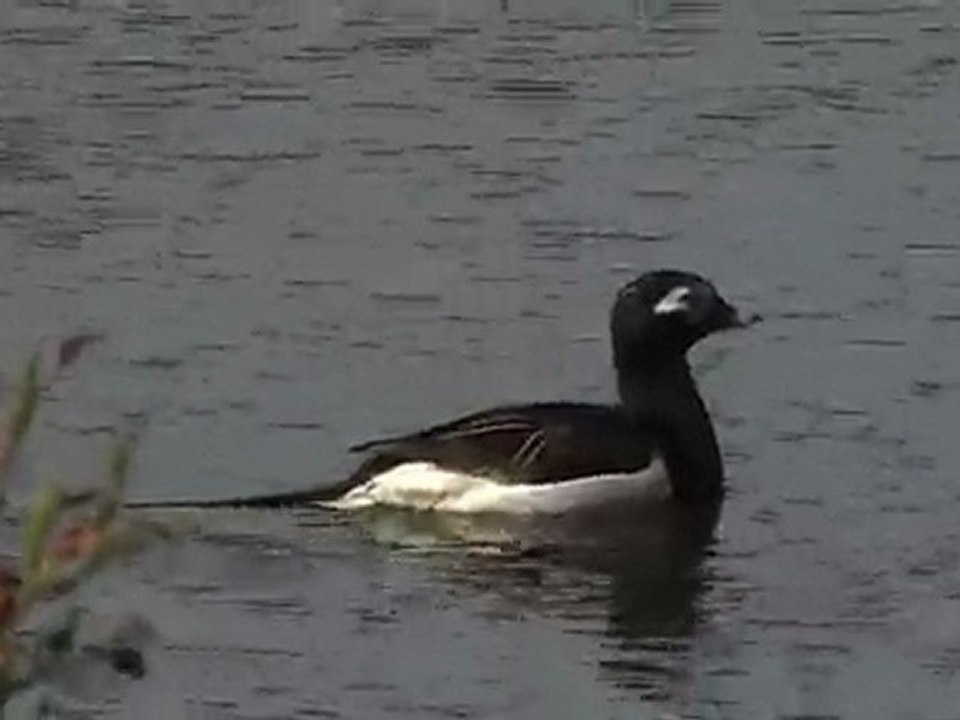 Clangula hyemalis