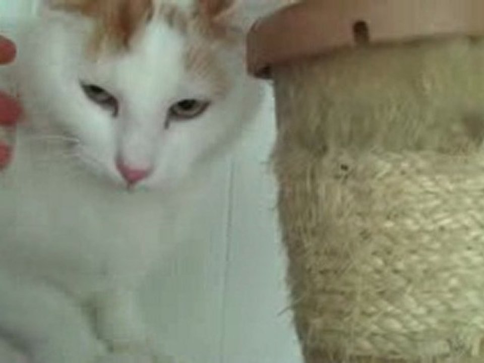 Dootsie