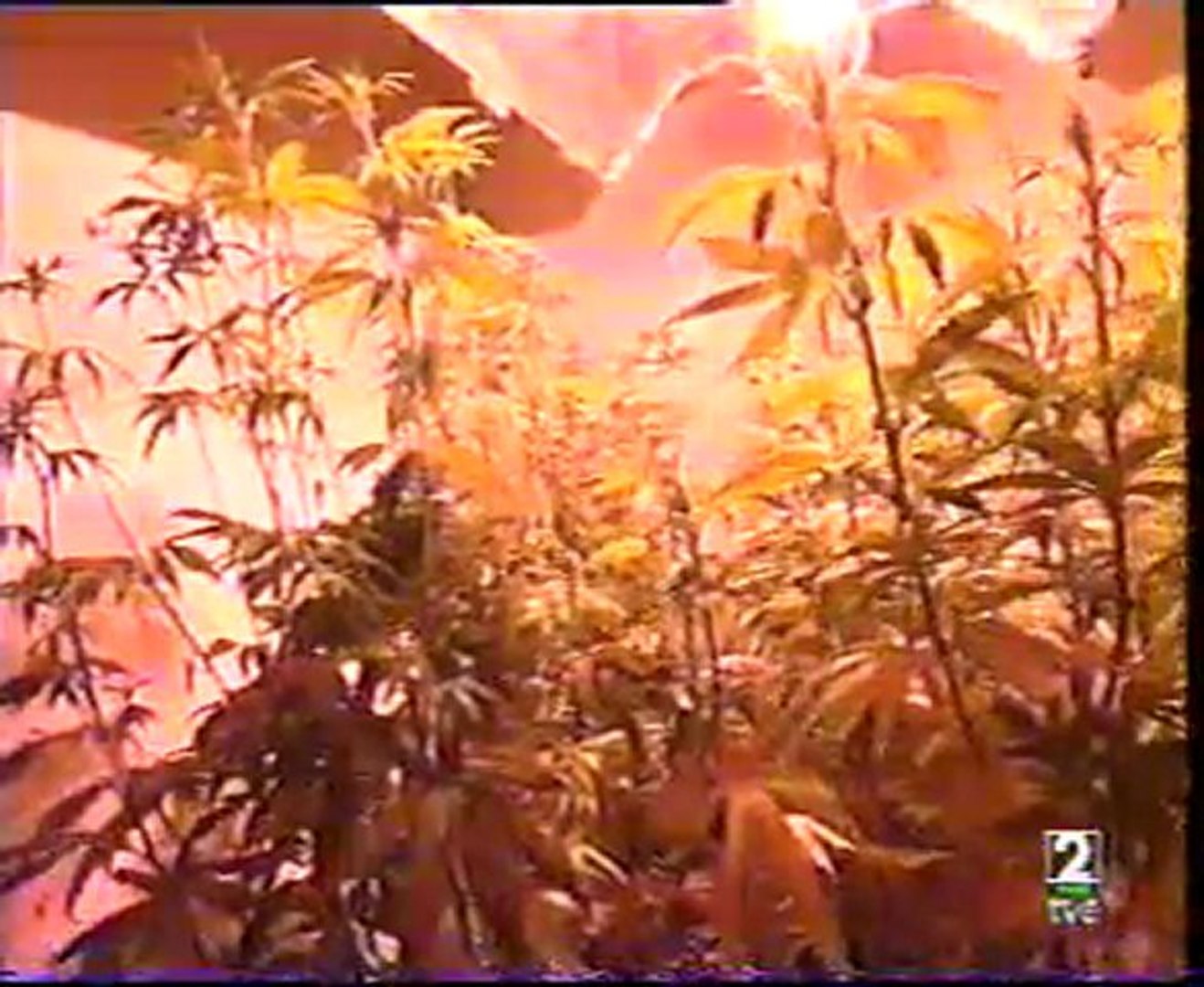 Cannabis part2