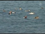 Migratory Bird Numbers Dwindling at Haripura Wetland