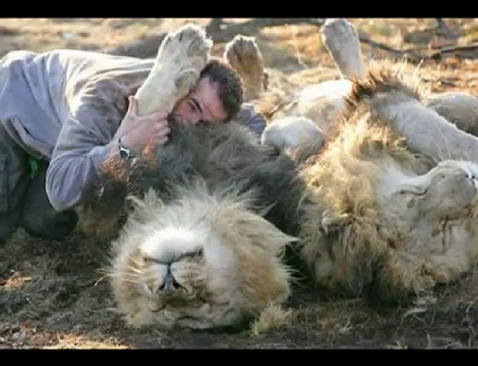 Amazing Lions and  Magic Wand