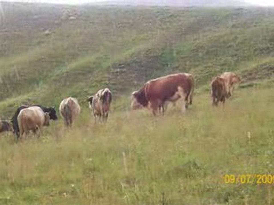 Mihemedê Canşah siperış 0535-553-27-15-0212-477-92-51 arşiv