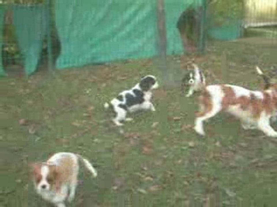 Cavalier King Charles Sévijean's ; Llivia et ses bébés
