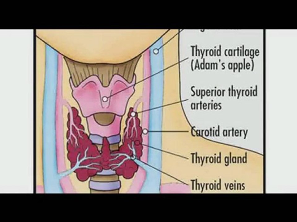 Thyromine Review
