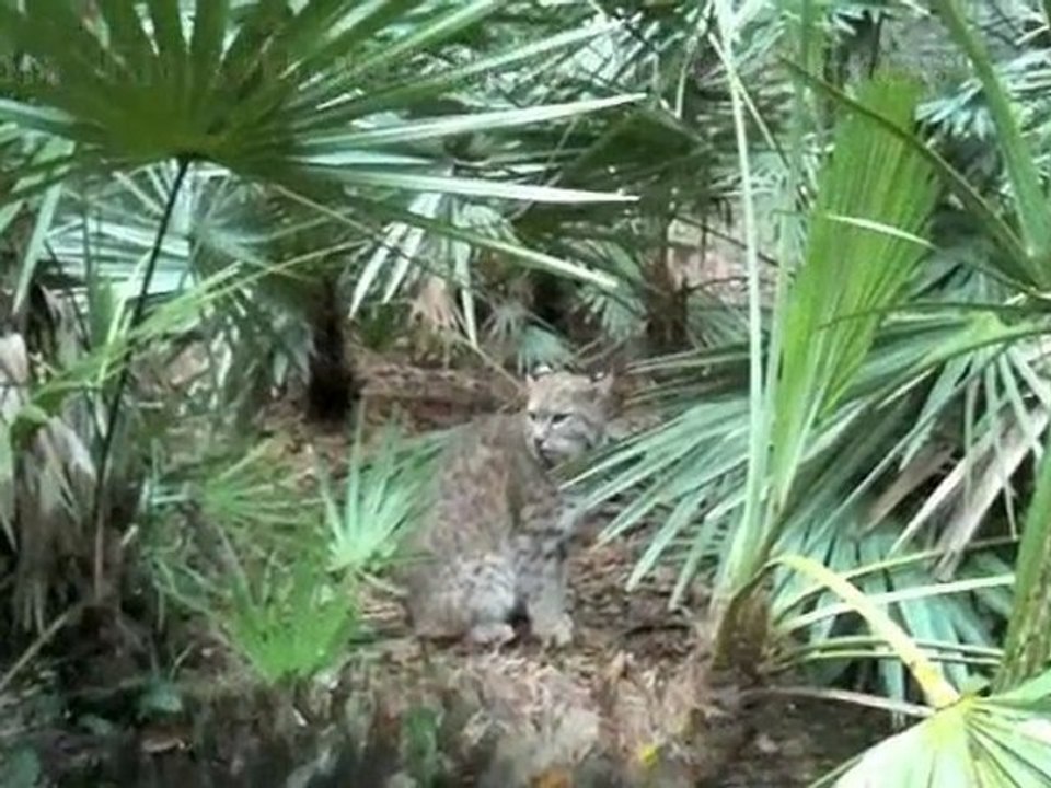 Typical Day at Big Cat Rescue