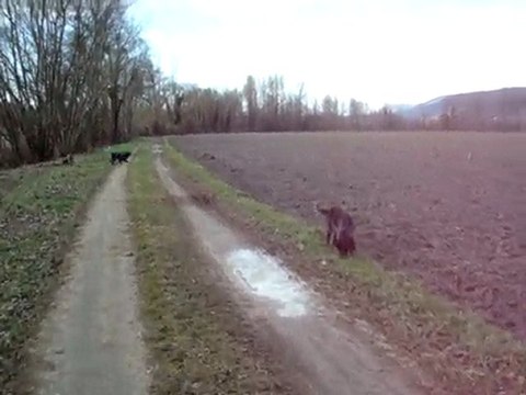 MES CHIENNES AU BORD DU RHONE LE 31 01 2010