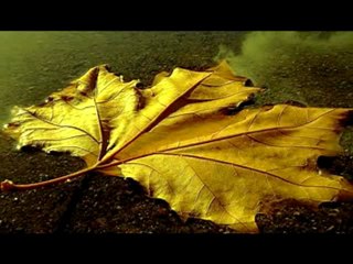 Bi Xatirê Te Yara Delal !