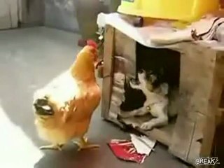 Petit chien violeur de poule