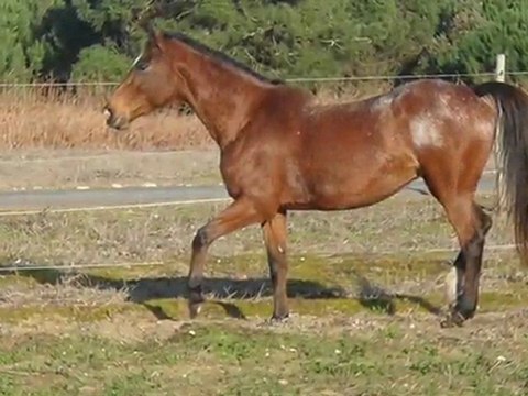 Mon essentiel` , ma jument <3