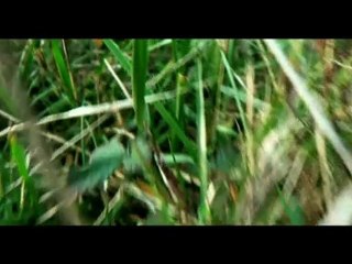 Pipedreams Lost In Memory HD