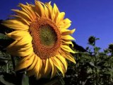 Le tournesol Nana Mouskouri