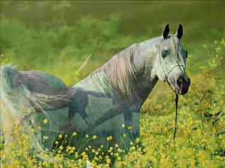 Sadık Ergül video Kilip