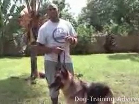 How To Train Your Dog To Poop At The Same Place
