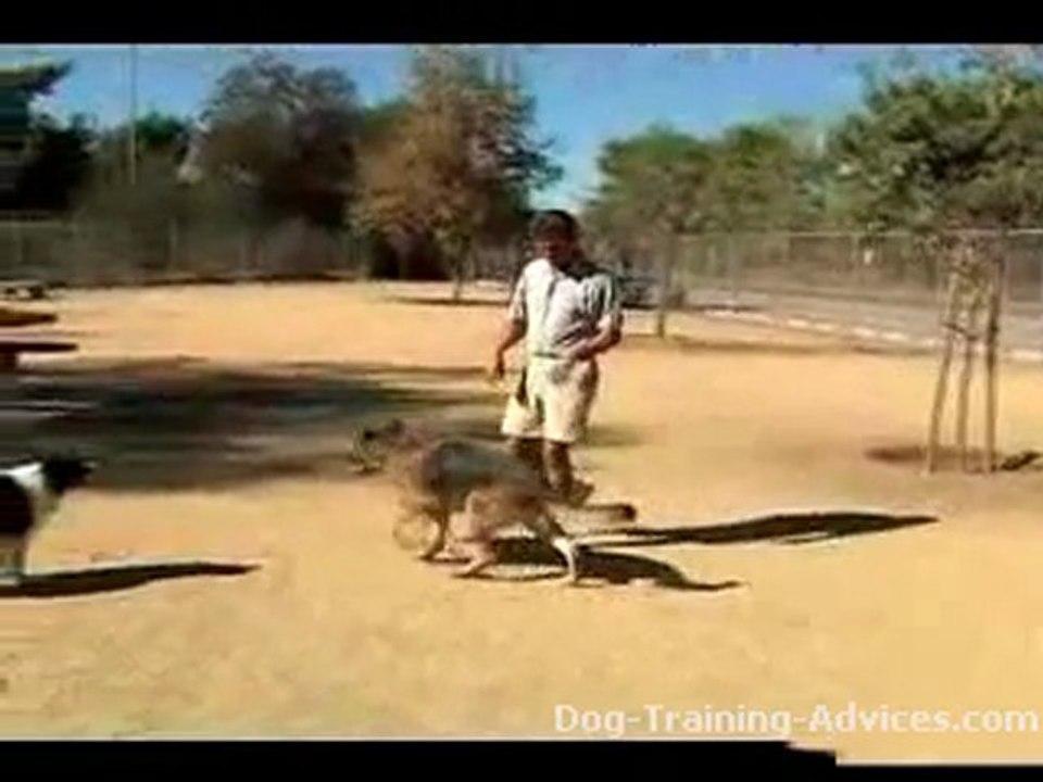 How To Train A Dog To RollOver - Advanced Dog Training Tips