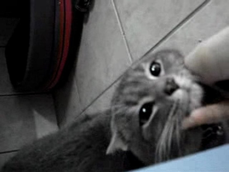 chat