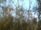 " l'appel de la forêt "  (court metrage)