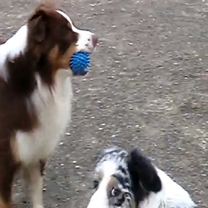 Bougnat empêche Estive de jouer