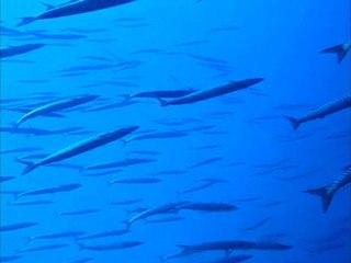 Lavandou - Gabinière