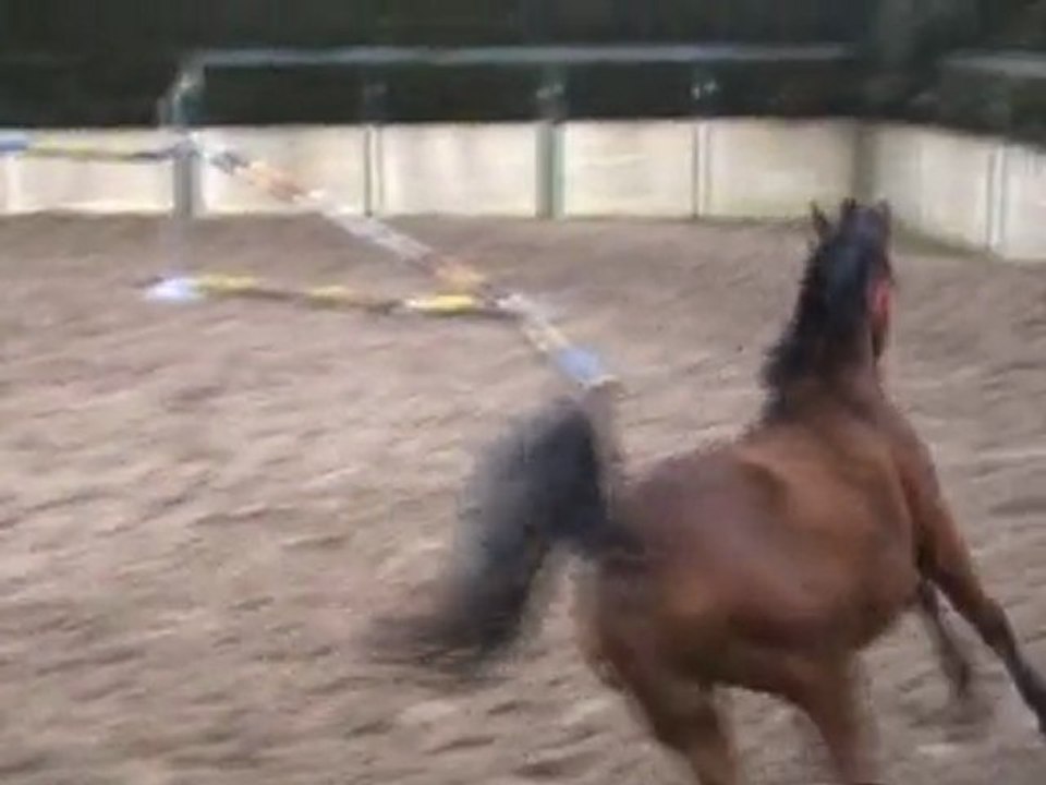 Contact darco étalon 3 ans Cheval de cso a vendre