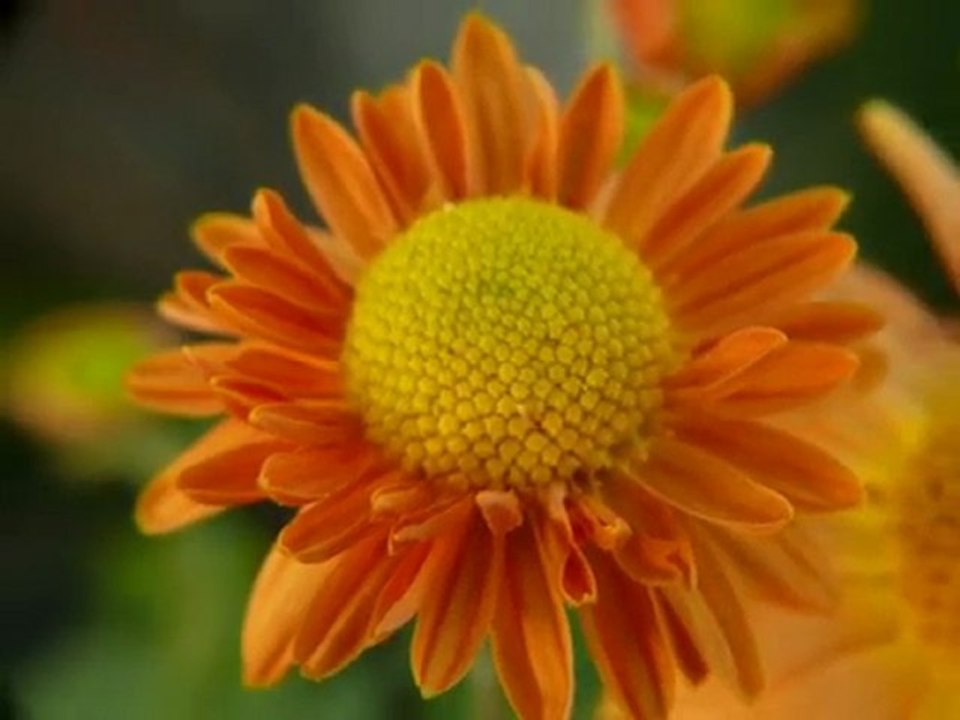 Un petit rayon de soleil sur les fleurs de mon jardin