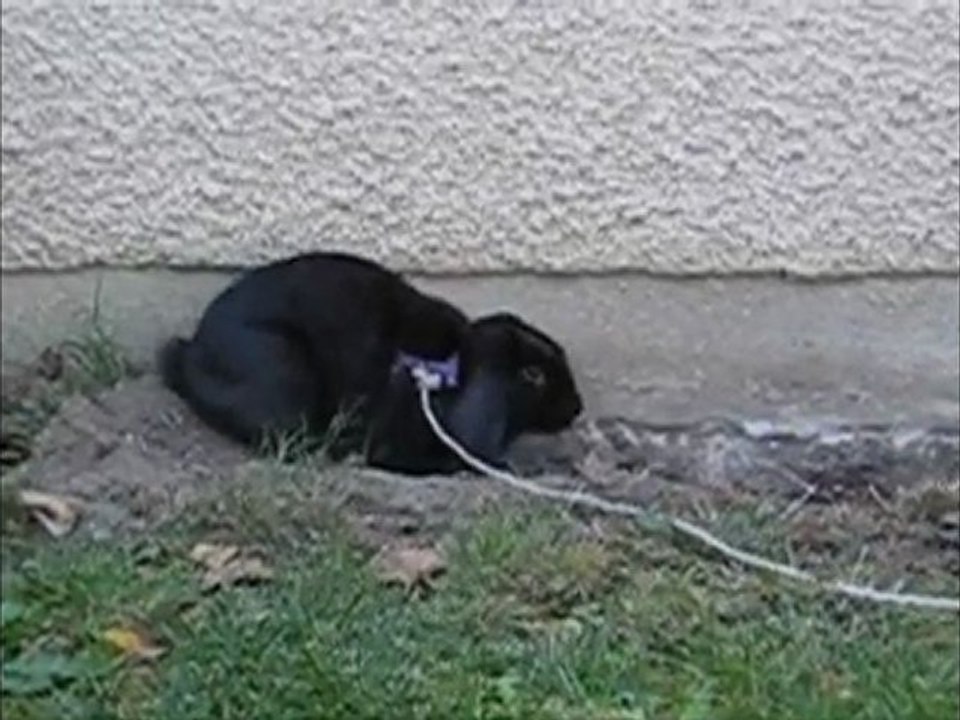 Calypso fait du terassement