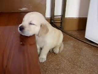 *Un Chiot craquant qui fait Dodo*A cute Puppy who is Asleep*