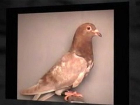 Pigeon Pals Racing Club Daily Results 200