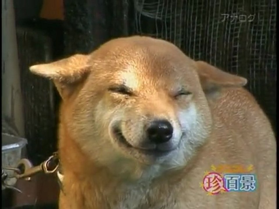 * Un Chien qui sourit * アジアの犬の笑顔 * LOL ! * Smiling Dog *