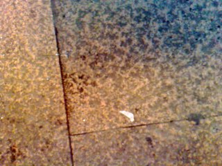 Marcosmic759 salvator gare au gorille