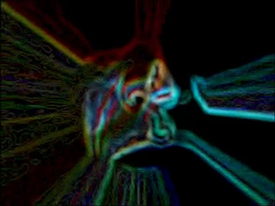 former bird in paradise