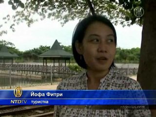 На гигантских китовых акул приезжают посмотреть туристы