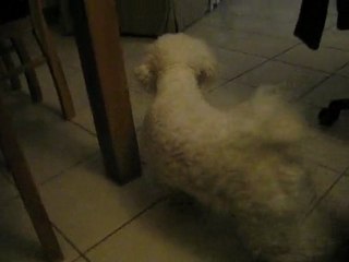 Anniversaire Baluchon bichon frisé