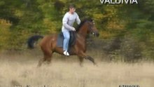horses for sale, лошади на продажу:  Valdivia 2006г.р.
