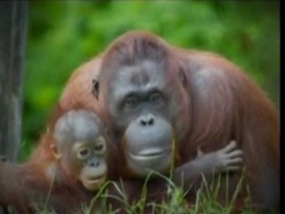 Why Make A Slideshow When You Can Make A SlideVideo