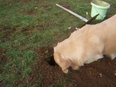 Diabo chasse les taupes