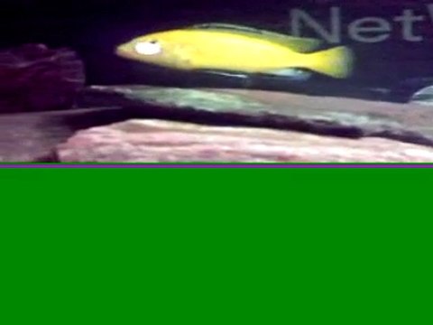 Malawi Akvaryumum / SeDeFLi