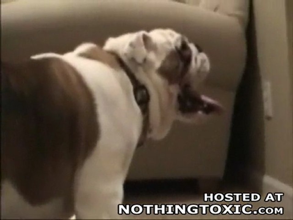 bulldog scare