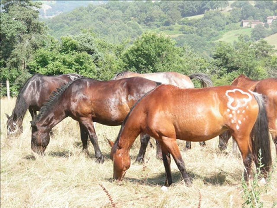 Video de chevaux