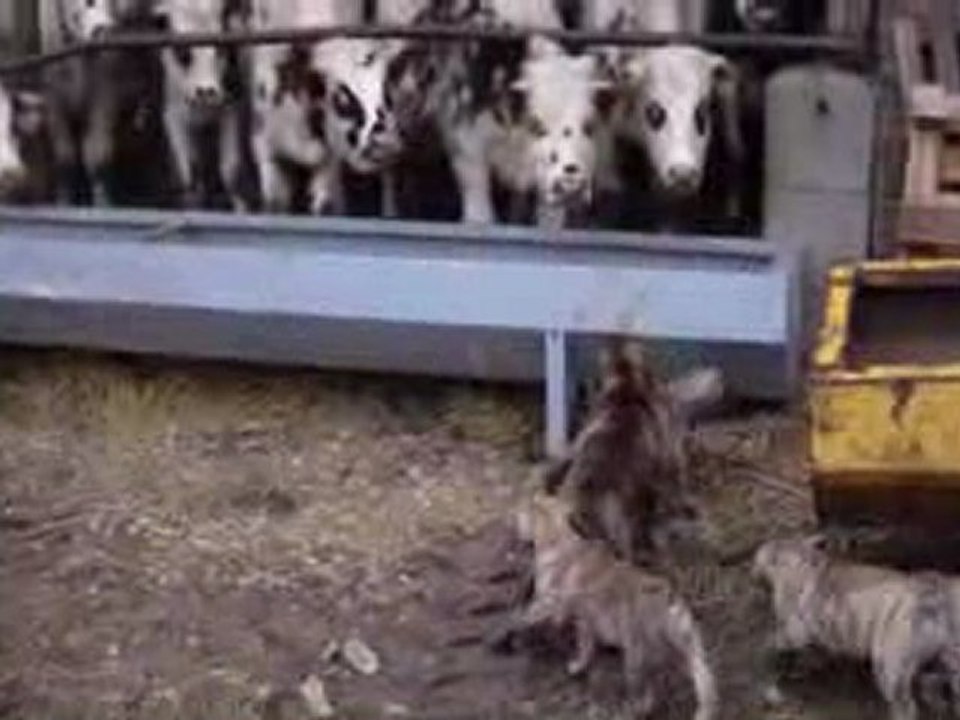 chiots dogo canario roue solaire