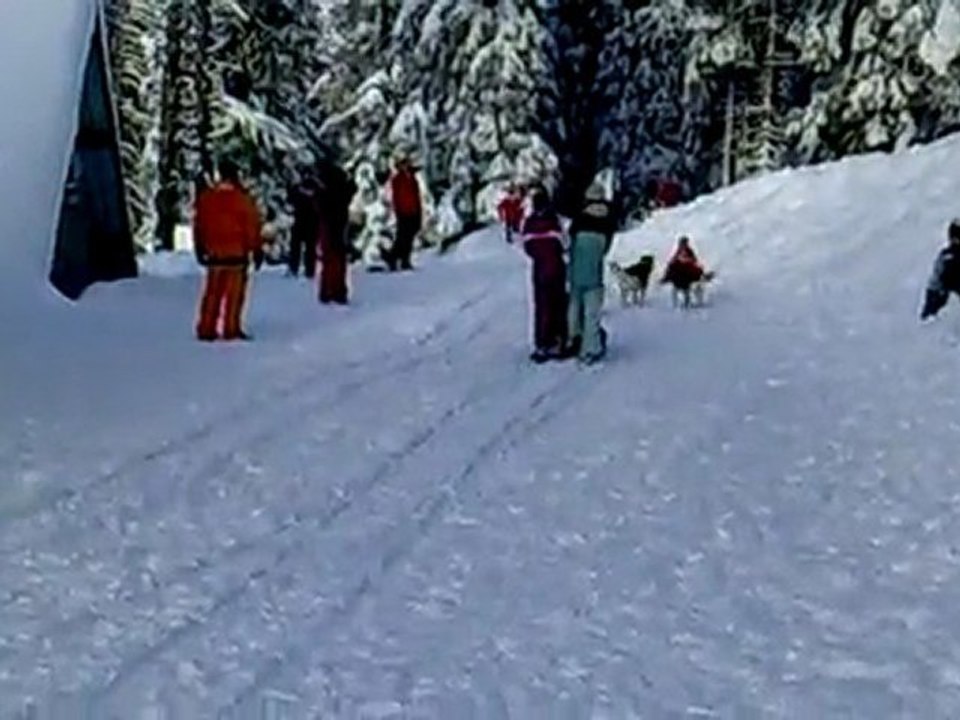 Initiation chiens de traineaux Manon 1