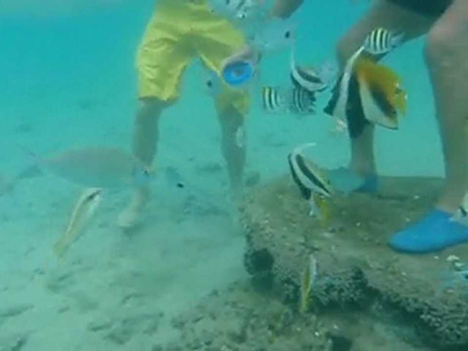 Murènes du lagon de Saint Pierre
