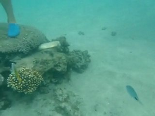 Murènes du lagon de Saint pierre suite