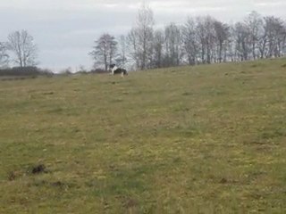 Sweet des Forêts de Phoebus