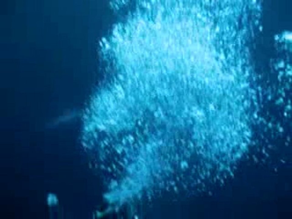 Rasdhoo requins marteaux