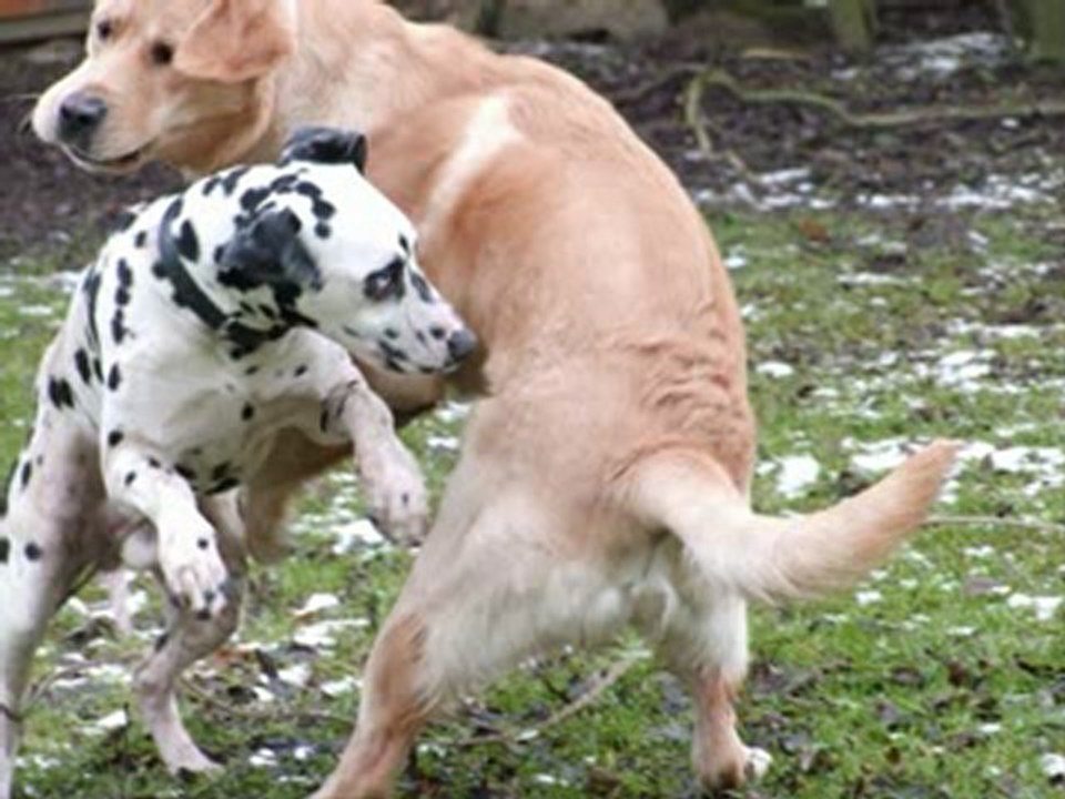 Chiens_a_adopter_dalmaSF_2010_02_07
